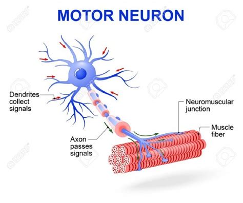 Motor Neuron Diagram