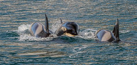 Killer Whales’ Low Genetic Diversity Offers a Warning for the Future ...