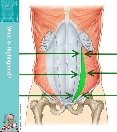 Level 9 - Anatomy and Physiology I - Memrise