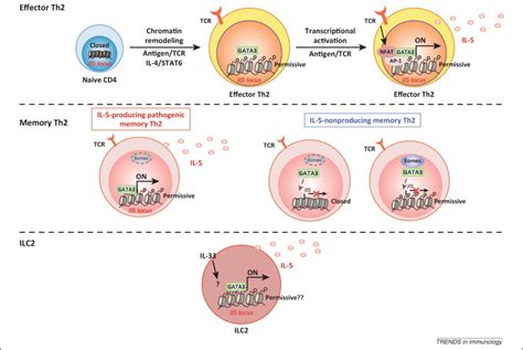 Pathogenic memory type Th2 cells in allergic inflammation: Trends in Immunology