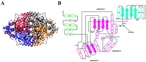 Structure and topology of HMG-CoA Reductase. (A) Crystal structure of... | Download Scientific ...