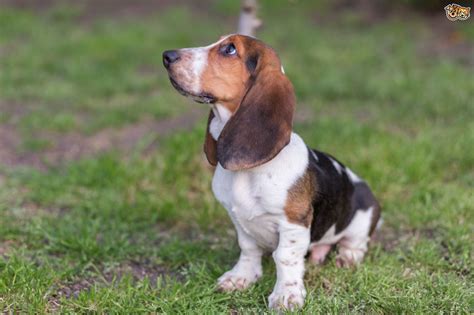 Basset Hound Dog Breed | Facts, Highlights & Buying Advice | Pets4Homes