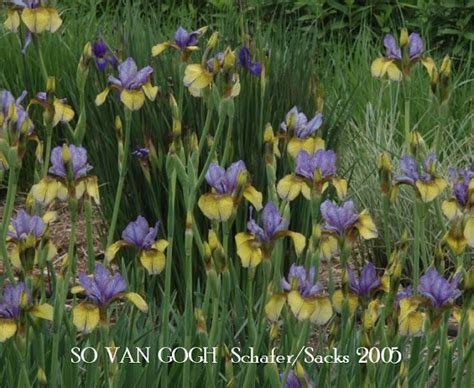 Siberian Iris 'SO VAN GOGH' ~ HERITAGE IRISES