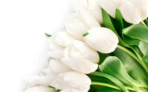 77 White Tulips Wallpaper Hd Picture - MyWeb