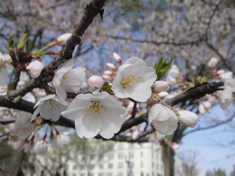 Washington D.C. Cherry Blossoms Free Stock Photo - Public Domain Pictures