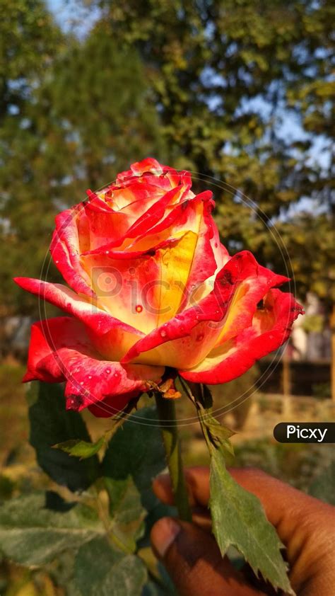 Image of Symbol of love, Rose, Flower-TK262141-Picxy