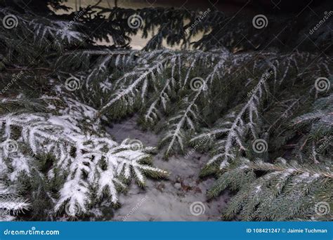 Snow on pine trees stock image. Image of enchanted, flake - 108421247