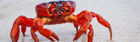 Red crab | Christmas Island National Park