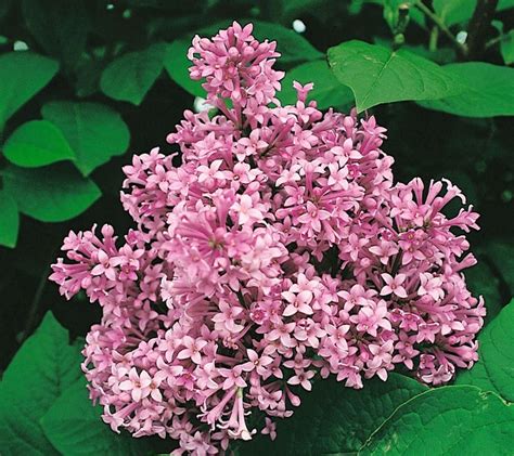 Dwarf Summer Lilac in 2020 | Bloom, Lilac, Perennials