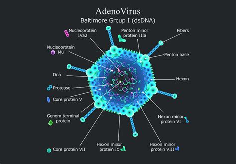 Adenovirus – PsiVac