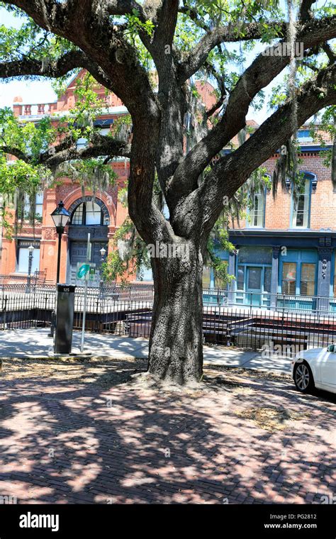 Live oak tree in Savannah Georgia Stock Photo - Alamy