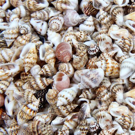 100PCS Natural Conch Shells Aquarium Decoration Home Decor Natural Sea Beach Shell Conch ...