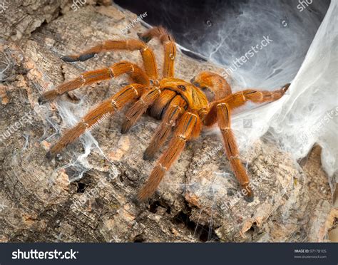 A Female Obt Tarantula Is Crawling Out Of Her Web. Stock Photo 97178105 ...