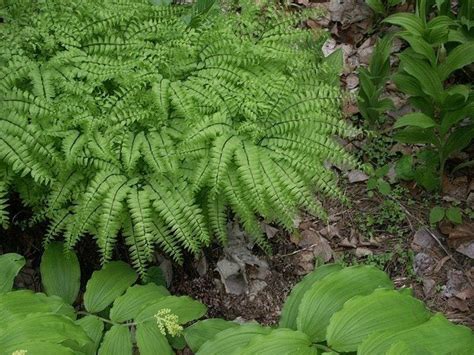 How To Grow And Care For Maidenhair Ferns | Gardening Know How