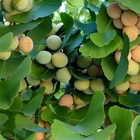 Buy Ginkgo Tree Seeds (Ginkgo biloba) Packet of 5+ Rare Medicinal Tree Seeds Online at ...