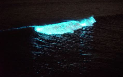 Bioluminescent waves fueled by plankton super swimmers | SDNews.com