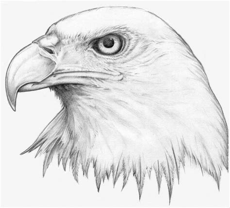 Bald Eagle Pencil Drawing at GetDrawings | Free download