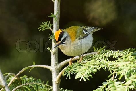 Common firecrest in its natural habitat ... | Stock image | Colourbox