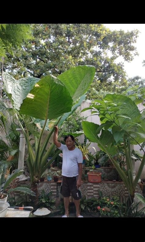 Giant Taro Plant, Furniture & Home Living, Gardening, Plants & Seeds on ...