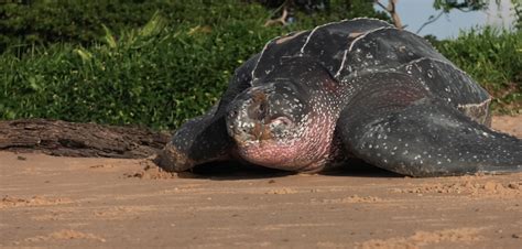 The Giant Turtles of Yalimapo | CNRS News