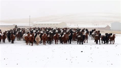 Hundreds of horses running through snow create magnificent view - YouTube