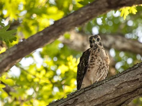 Juvenile Red-Shouldered Hawks (Identification Guide with… | Birdfact