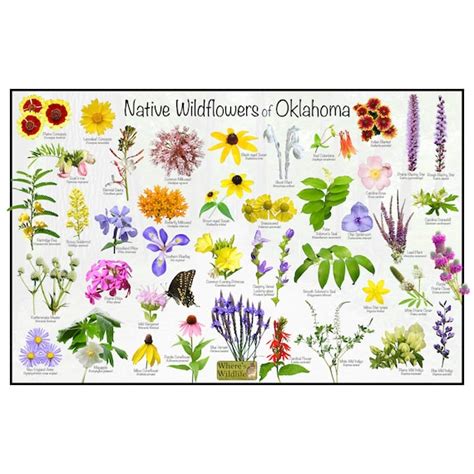 A Guide to Identifying Oklahoma’s Wildflowers – Nature Blog Network