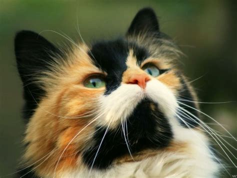 Found on Bing from best-hd-desktop-wallpaper.blogspot.com | Cats, Pretty cats, Cute animals