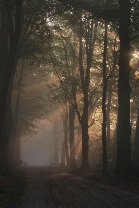 dreams of dawn - A very early morning walk in a foggy forrest near my ...