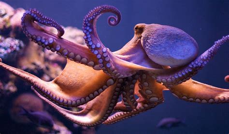 Nine Brains Are Better Than One: An Octopus’ Nervous System ...