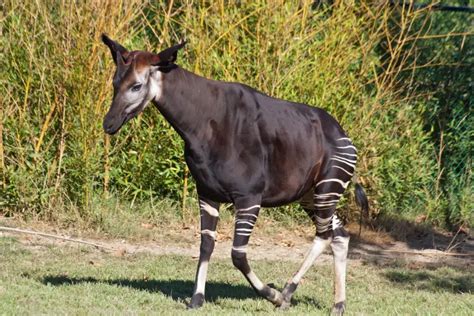 Okapi - Facts, Diet, Habitat & Pictures on Animalia.bio