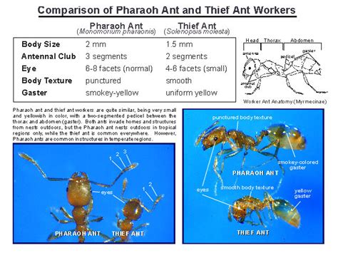 Australian Ant Identification Chart