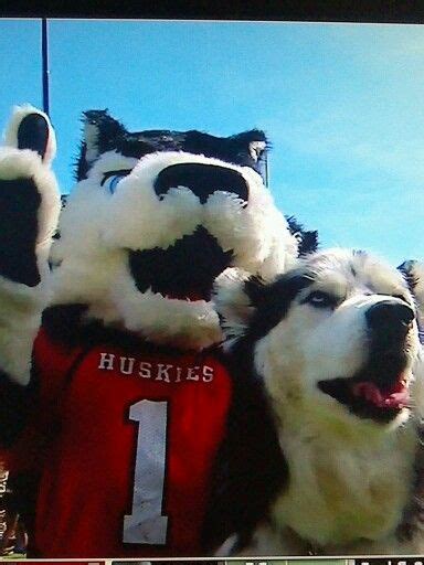 NIU Huskies!!!!!! | Husky, Mascot, Northern illinois university