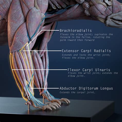 ArtStation - Anatomy Breakdown - part 1 : Arm and shoulder., Nicolas ...