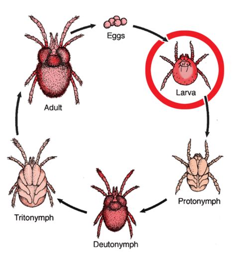 Chiggers Vs Ticks