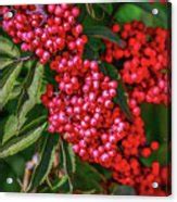 Rowan berries #1 Photograph by Leif Sohlman | Fine Art America