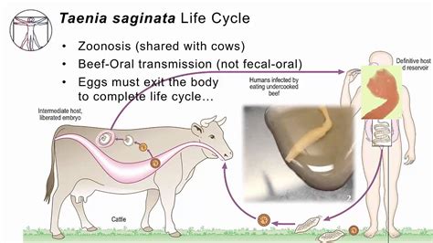 Taenia Saginata Life Cycle