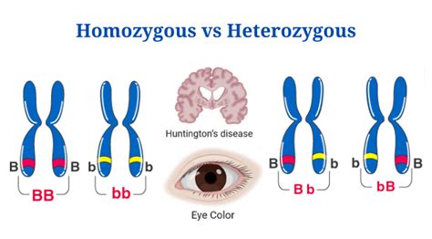 Homozygous Vs Heterozygous: Definition, Differences, Examples - PhD Nest