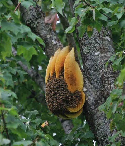 Honey Bee Swarm Removal Service - Maine State Beekeepers Association Website