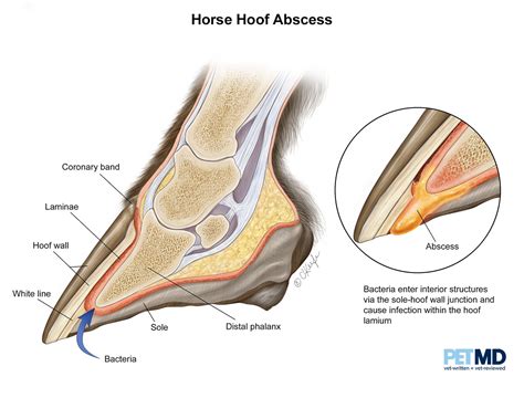 Hoof Abscess in Horses | PetMD