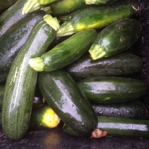 ZUCCHINI BLACK BEAUTY – Grow Heirloom Seed