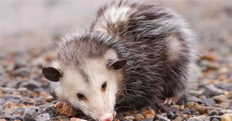 Opossum Behavior - AnimalBehaviorCorner