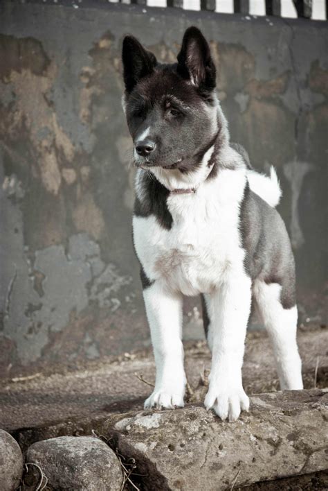 Akita Dog Breed » Information, Pictures, & More