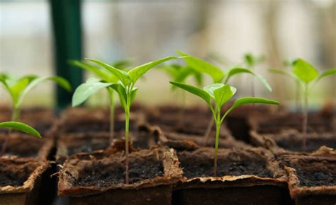 Seedling Care - tips on thinning and feeding - The Country Barn