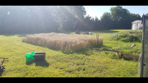 Backyard Hard Red Winter Wheat Harvest - YouTube