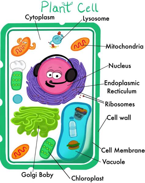 Parts Of A Plant Cell For Kids