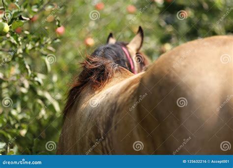 Horse Eating Apples Under Big Tree in Summer Rural Animal Farm S Stock Photo - Image of ...