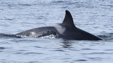 Orca appears to adopt (or abduct) a baby pilot whale | Live Science