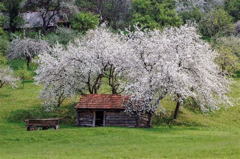 Animal Shelter and Cherry Trees in Banat,romania Stock Photo - Image of ...