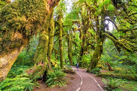 13 Best State & National Parks in Washington | PlanetWare